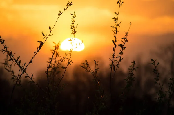 Doğa gün batımında