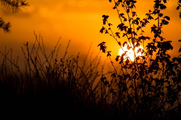 Doğa gün batımında