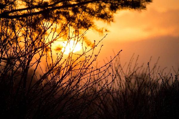 Doğa gün batımında