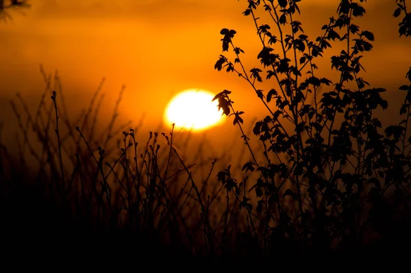 Doğa gün batımında