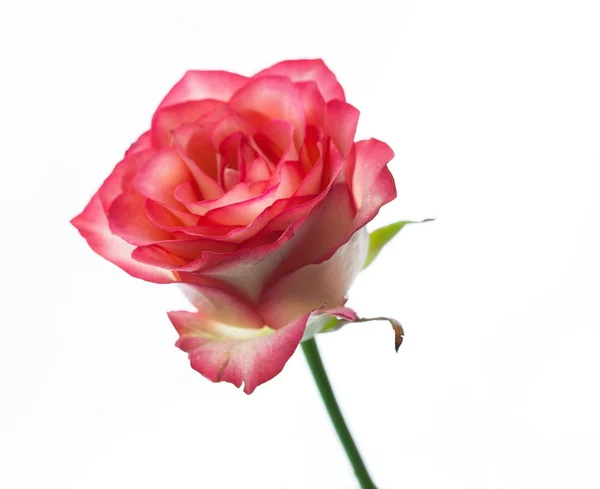 Rosa Rose mit isolierten Blättern. Selektiver Fokus. — Stockfoto