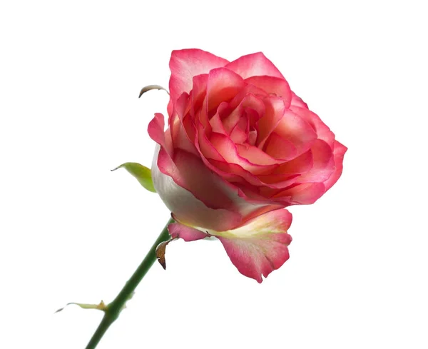 Roze roos met bladeren geïsoleerd. Selectieve aandacht. — Stockfoto