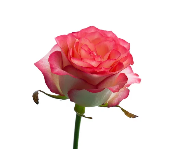 Pink rose with leaves isolated. Selective focus. — Stock Photo, Image