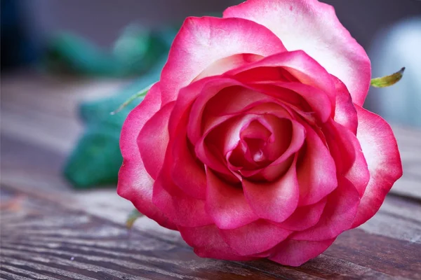 Rose rose sur table en bois. Concentration sélective . — Photo