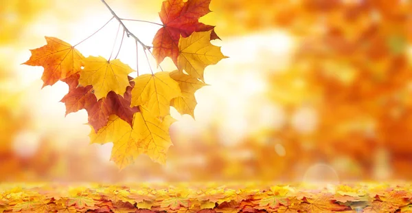 Hojas de arce sobre fondo de otoño — Foto de Stock