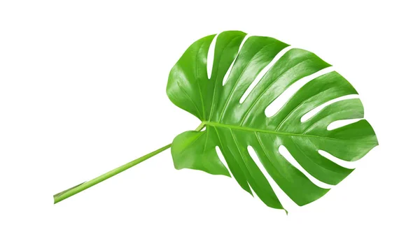 Hojas verdes tropicales sobre fondo blanco —  Fotos de Stock