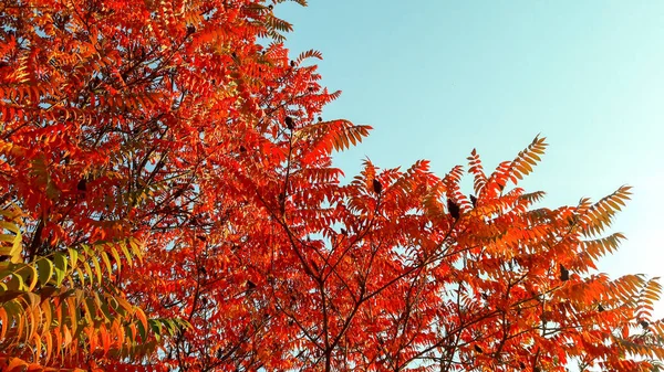 Ormandaki ağaçların üzerinde kırmızı, turuncu ve sarı yapraklar. Park manzarasında sonbahar. — Stok fotoğraf