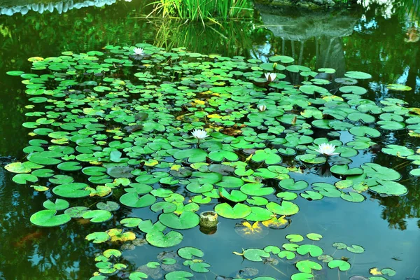 Nymphaea tetragona bloeit in de vijver. — Stockfoto