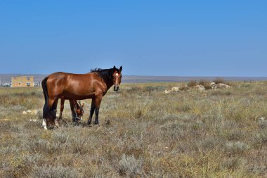 ihorses n bozkır bozkır atları gıda için arıyoruz                                                                                                                                                