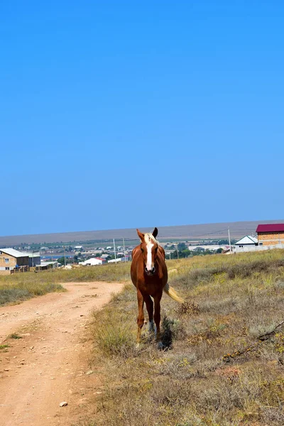 Paarden in de steppe — Stockfoto