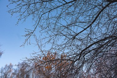 Kış manzarası, gökyüzünde ağaç dalları.