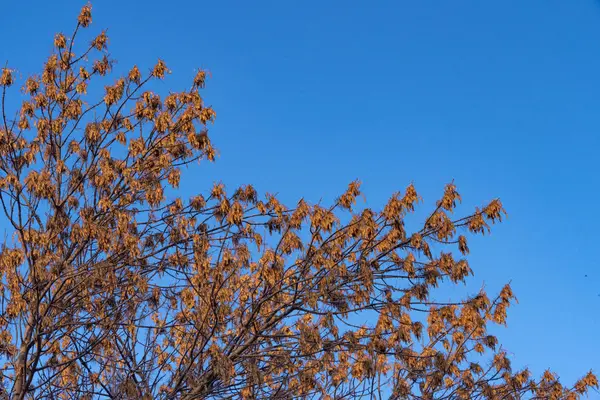 冬天的风景，天空背景上的树枝. — 图库照片