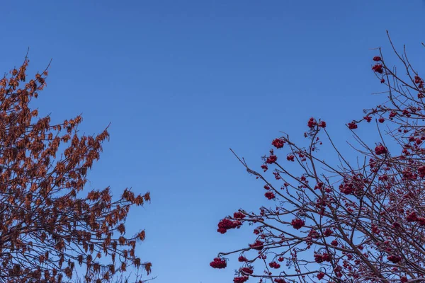 冬天的风景，天空背景上的树枝. — 图库照片