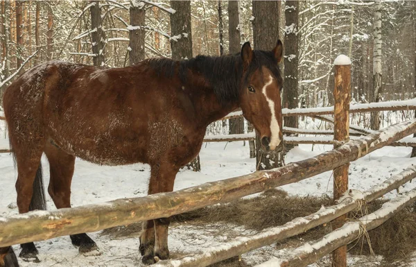 Пейзаж Зимнего Леса Лошадьми Загоне — стоковое фото