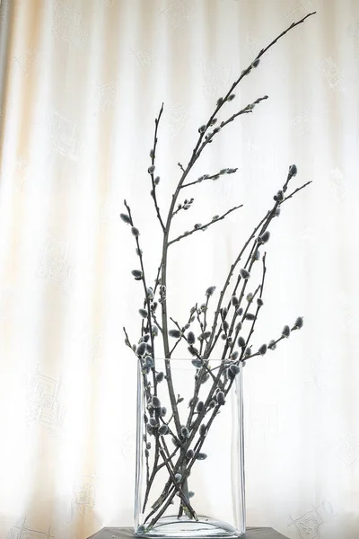 Beautiful blooming pussy willow branches in vase on white background Stock  Photo