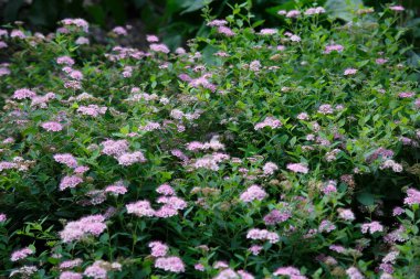 Use of plants in landscape design