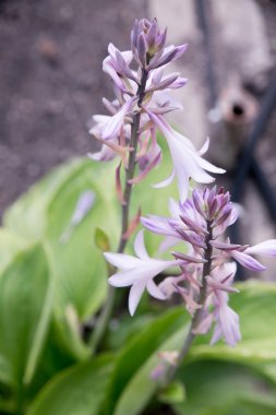 Use of plants in landscape design