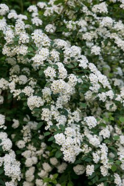 Use of plants in landscape design