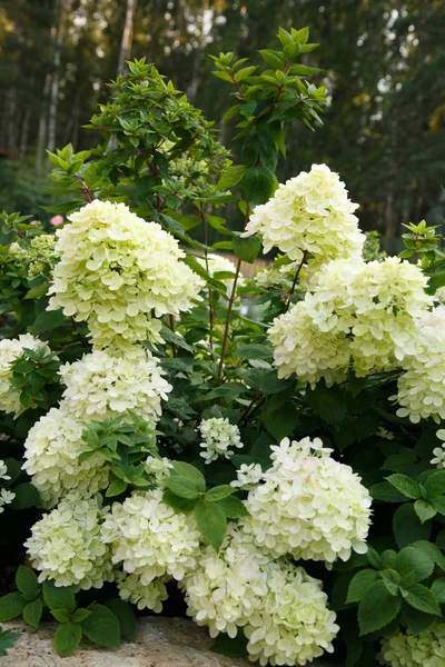 Plantas Diseño Del Paisaje —  Fotos de Stock