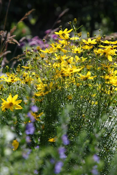 Plantas Diseño Del Paisaje —  Fotos de Stock