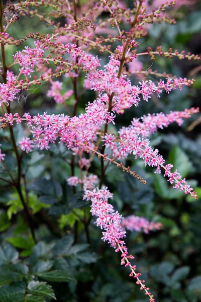 Uso Plantas Diseño Del Paisaje —  Fotos de Stock