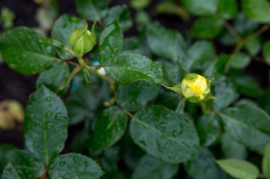 Use of plants in landscape design