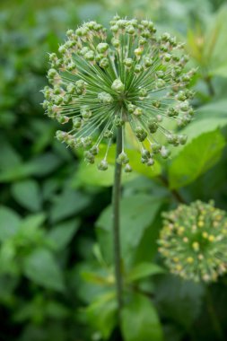 Use of plants in landscape design