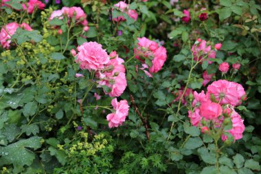 Peyzaj tasarımı bitkilerde