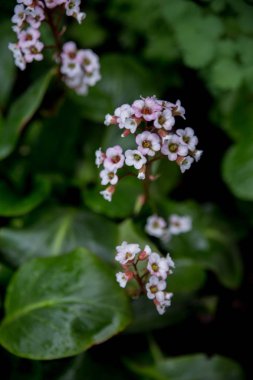 Use of plants in landscape design