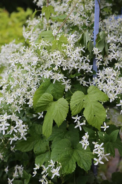 Uso Plantas Diseño Del Paisaje —  Fotos de Stock