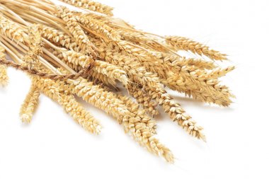 Beyaz arka plan üzerinde izole olgun buğday kulakları demet