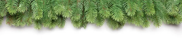 在白色背景上隔离的冷杉树的绿色枝条 免版税图库图片