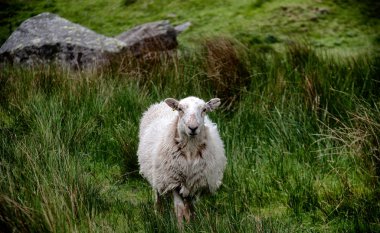 Genç koyun mera yalnız