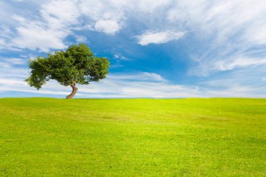 Ağaç üzerinde bir ışık yeşil çayır blues gökyüzü altında