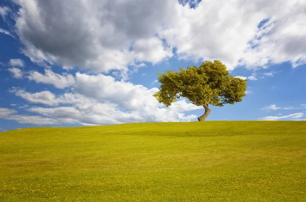 Bulutlu gökyüzü altında açık bir çayırda sonbahar renkleri ile büyük eski bir ağaç