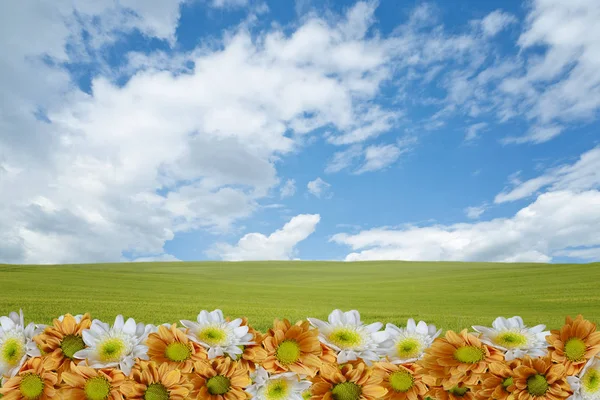 Gerbera flores composição contra o fundo de um prado verde sob o céu azul — Fotografia de Stock