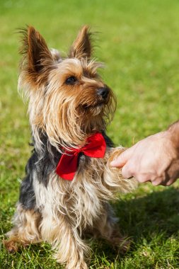 Yorkshire terrier sahibi bir pençe veren kırmızı yay ile. Yorkshire korkunç yeşil çimenlerin üzerinde oturan,