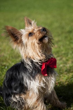 Yukarı dönük, yeşil çimenlerin üzerinde oturan kafa Yorkshire terrier.