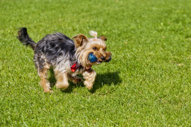 Yorkshire korkunç yeşil çim bir oyuncak kemik ile birlikte çalışan