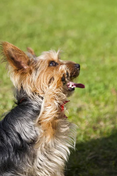 Yorkshire terrier training. Dog learn to give a paw.