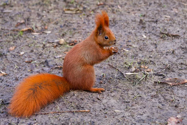 땅콩을 다람쥐 — 스톡 사진