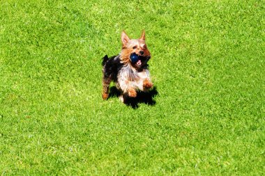 Bir oyuncakla çalışan yorkshire korkunç.