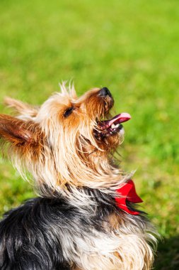  Profilde Yorkshire korkunç.