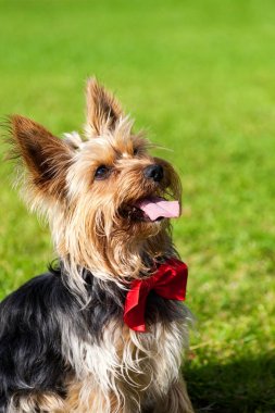 Yorkshire terrier ararken üstte diliyle. Yeşil çimenlerin üzerinde bir köpek.