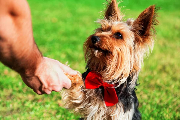 Yorkshire sahibini arıyor ve giving onu bir pençe korkunç.