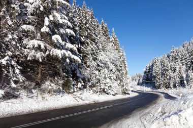 Kış manzarası. Karla kaplı ağaçlar arasındaki asfalt yol.