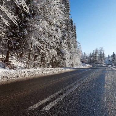 Asfalt yol karlı ağaçların arasında