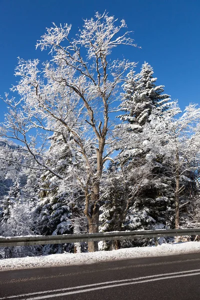 Silniční Stromy Pokryté Zmrzlého Sněhu Zimní Počasí — Stock fotografie