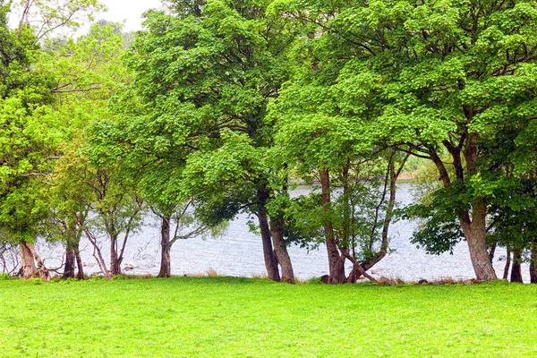 Una Serie Árboles Hoja Caduca Creciendo Lago — Foto de Stock