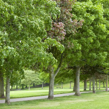 Bir dizi yaprak döken ağaçlar